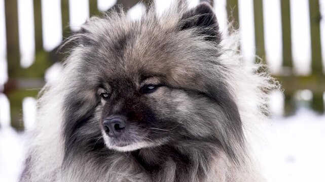 A tired Keeshond (Wolfspitz) dog slowly looking around with sleepy eyes and relaxed posture. Soft fur and gentle movement create a calm, peaceful slow motion pet scene with quiet mood.
