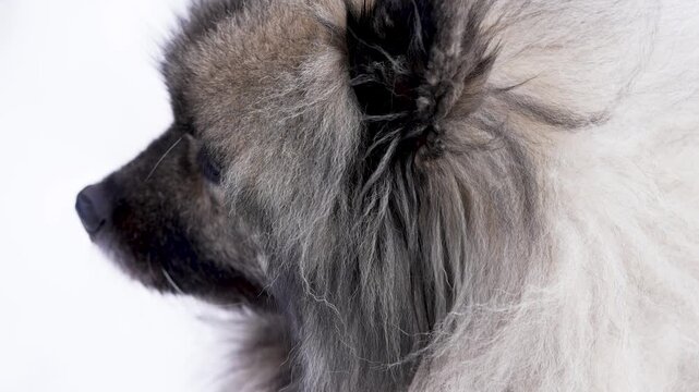 Close-up side view of a Keeshond (Wolfspitz) with focus on ear and thick fur as gentle airflow creates soft movement. Face remains slightly blurred, creating a calm, minimal studio pet detail shot.