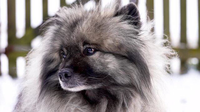Close-up of a Keeshond (Wolfspitz) dog calmly glancing to the side with attentive expression. Soft fur and subtle head movement create a peaceful slow motion pet scene in natural light.