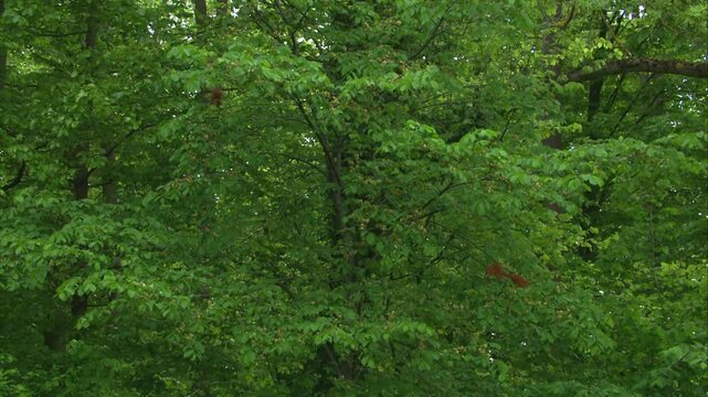 two red squirrels eating fresh shoots in beech tree