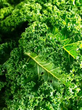 Fresh green curly kale leaf isolated with detailed texture