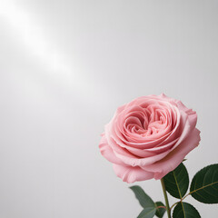 Soft Pink English Rose in Corner