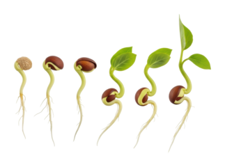 Seedling growth stages greenhouse nature bright light isolated on transparent background