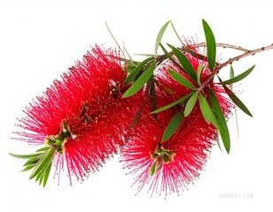Close-up of vibrant red, spiky flowers and green leaves on white background