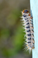 Obraz premium Macro shot of a pine processionary caterpillar (Thaumetopoea pityocampa) showing its distinctive orange-brown segments and toxic white urticating hairs used for defense.