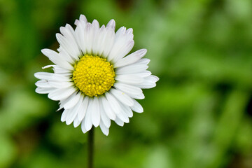 Macro shot of a single white daisy (Bellis perennis) with a vibrant yellow center. Close-up of a common wildflower blooming in a green meadow during spring. © IbrahimAlkan