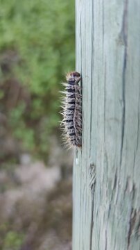 Close-up video of a pine processionary caterpillar crawling on a wooden post. Detailed view of the hairy larva, known for its defensive bristles, in a natural outdoor environment.