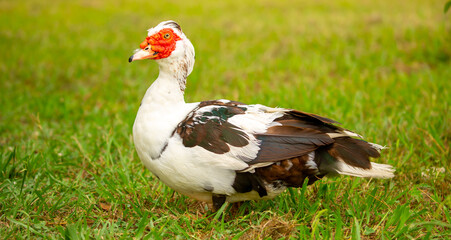 A close-up of a red-headed goose. Geese and ducks stroll across the grass in a green pasture meadow. The village is home to livestock farming and agriculture.