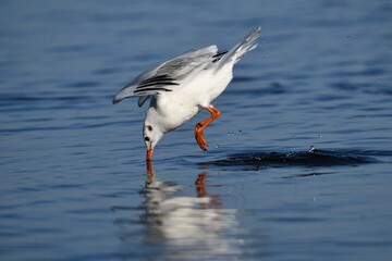 Obraz premium Black-headed Gull (Chroicocephalus ridibundus) feeding on water