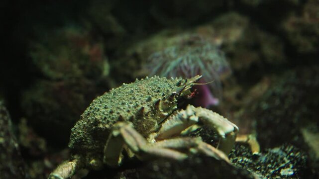 Warty crab eating on the seabed in dark water