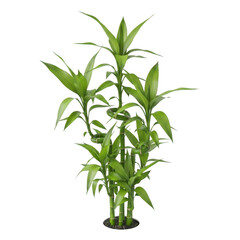 Obraz premium Green bamboo plant isolated on transparent background