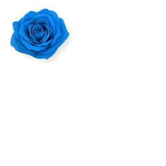 Top View Blue Rose on White