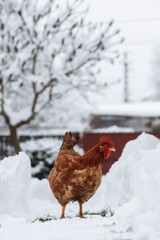 Hen standing in the snow.