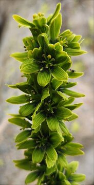 Veratrum album white veratrum
