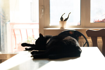Black cat sleeping on a table indoor by the window on a sunny day © DaliCeMedia