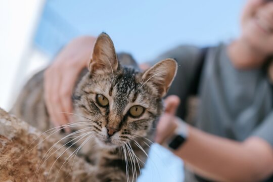 Person showing kindness and care while feeding a stray cat outdoors