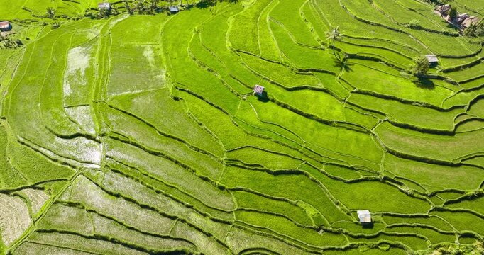 Lush green rice terraces in Senaru, Lombok, viewed from above, with water-filled paddies and traditional huts reflecting bright sunlight in a scenic tropical agricultural landscape