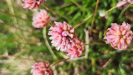 Armeria alpina alpine thrift