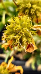 Gaillardia aristata ndian blanket flower