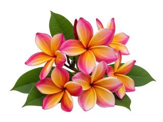 Fototapeta premium Vibrant plumeria flowers isolated on transparent background