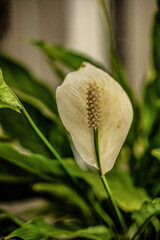 blume gelb natur pflanze