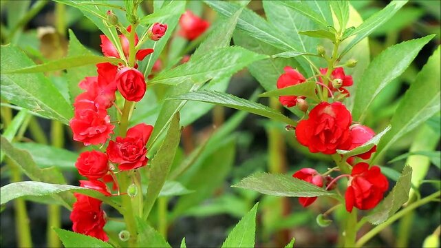 Footage of vibrant red Rose Balsam (Impatiens Balsamina), its nickname "Touch Me Not" comes from its mature seed pods burst open when touched