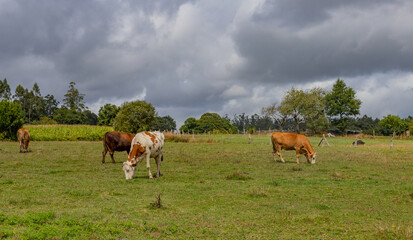 Cows grazing on green pasture