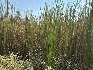 Flowering cattails (Typha) or bulrushes growing in a lush wetland under a bright blue sky, beautiful aquatic vegetation in a tropical marshland environment.