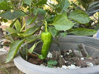 A large green chili pepper or bell pepper growing in a plastic pot, organic home-grown vegetable in a backyard garden.