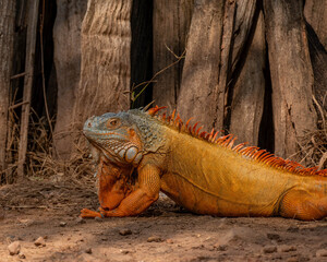 Vibrant Orange and Red Iguana Walking Through Underbrush