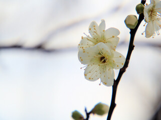 1月に美しく咲いた白い梅の花「月影（ツキカゲ）」