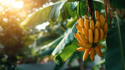 Naklejka premium Ripe bunch of yellow banana hanging from plant in bright sunlight. Organic fruit harvest concept for healthy eating.