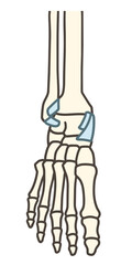 足関節の前面と靱帯