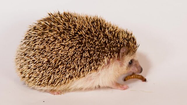 African Pygmy Hedgehog Eating a Mealworm on a White Background