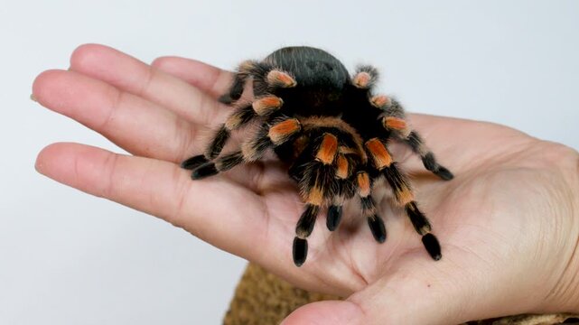 Colorful tarantula crawling slowly across human hand in studio