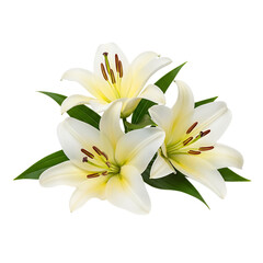 Obraz premium Three white lilies with green leaves isolated on transparent background