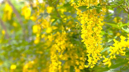 Obraz premium キングサリ