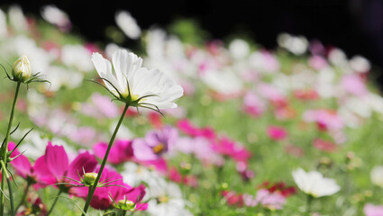 公園のコスモス