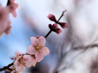 晴れた1月に咲いた可愛らしい紅梅「紅冬至（コウトウジ）」