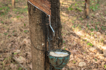 Bowl filled with latex and rubber tree.