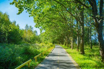 Obraz premium A paved path in the park. A walking and cycling trail through the trees.