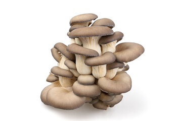 Oyster mushrooms. A large bunch of mushrooms isolated on a white background.