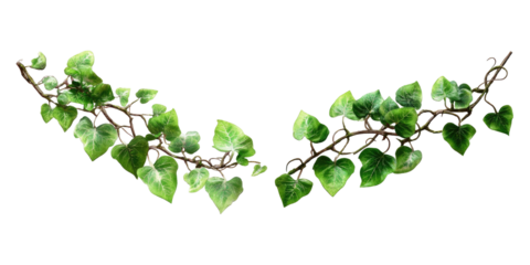 A realistic, detailed illustration of vibrant green ivy tendrils with heart-shaped leaves