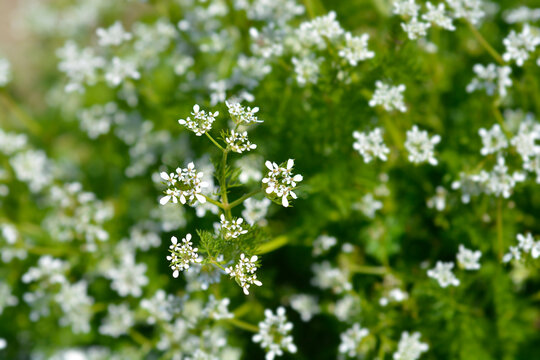 Common coriander flowers - Latin name - Coriandrum sativum