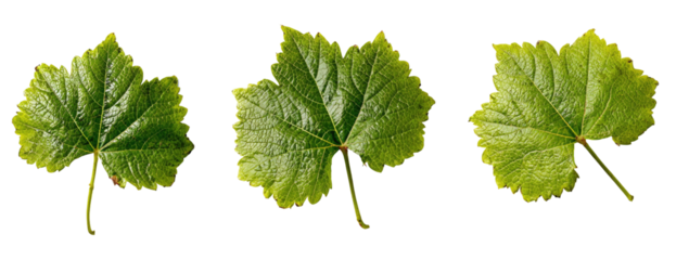 Three vibrant green leaves with textured surfaces and irregular edges, isolated against black