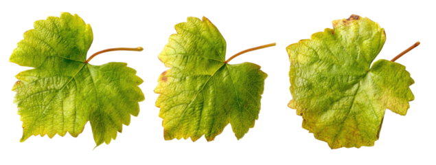 Three green, textured leaves with stems against a black background, with visible veins and edges