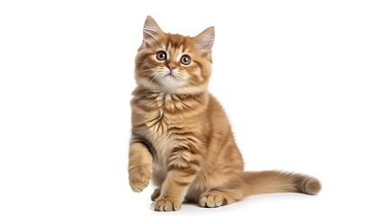 Obraz premium A playful orange tabby cat sitting and waving its paw on a white background, photographed from a front view.