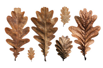 Close-up of seven brown oak leaves against a solid black background, showcasing intricate details