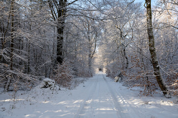 Obraz premium A forest path covered in snow on a cold winter day