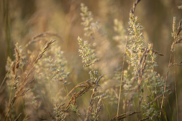 A close up of wild grass in a meadow, with a shallow depth of field